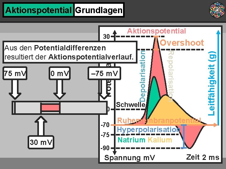 Aktionspotential Grundlagen Aktionspotential – 75 m. V -60 Schwelle Leitfähigkeit (g) 0 m. V