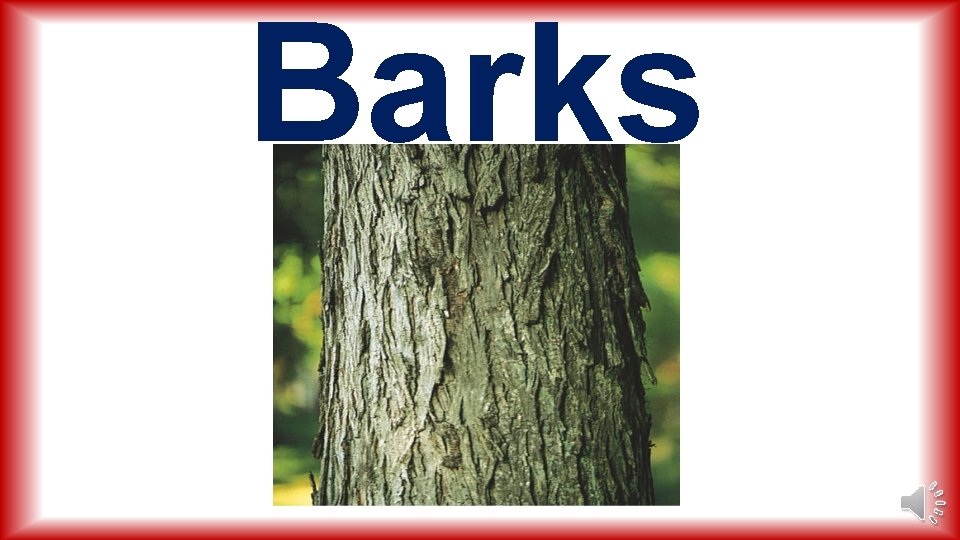 Barks 