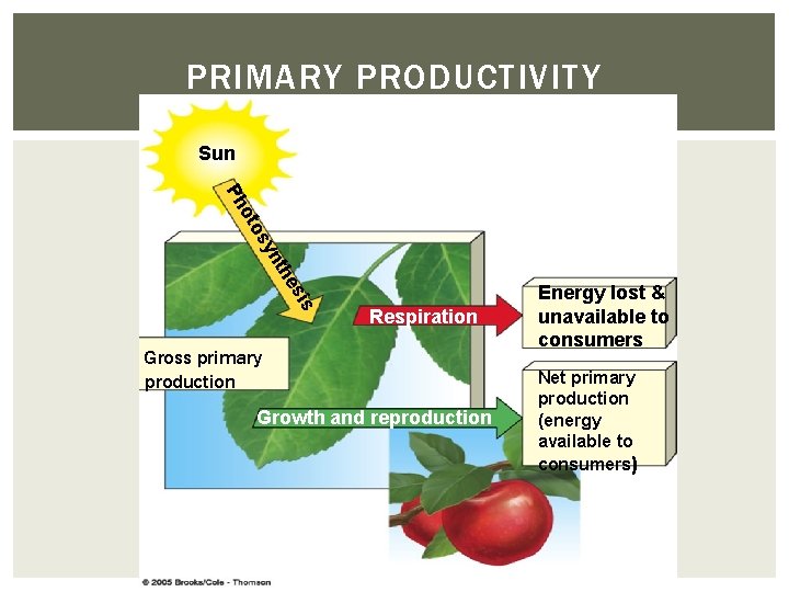 PRIMARY PRODUCTIVITY Sun t yn os ot Ph is s he Respiration Gross primary