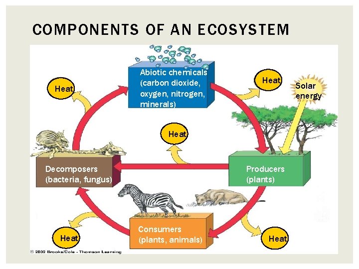COMPONENTS OF AN ECOSYSTEM Heat Abiotic chemicals (carbon dioxide, oxygen, nitrogen, minerals) Heat Decomposers
