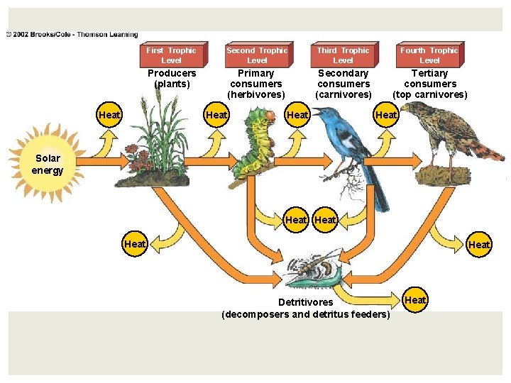 Heat First Trophic Level Second Trophic Level Third Trophic Level Fourth Trophic Level Producers