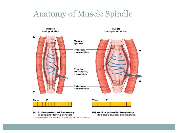 Anatomy of Muscle Spindle 