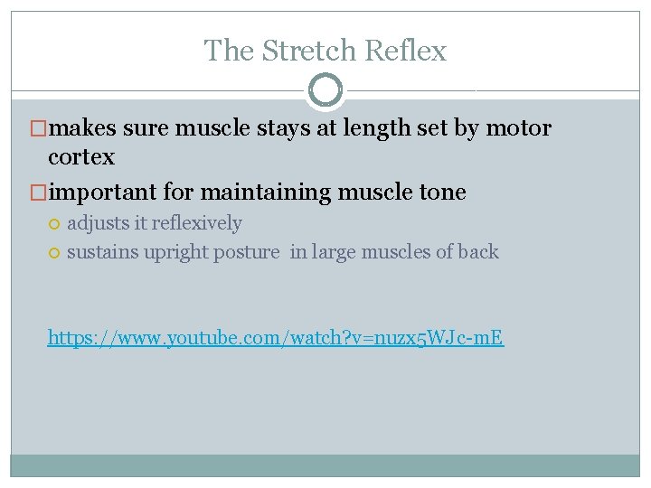 The Stretch Reflex �makes sure muscle stays at length set by motor cortex �important