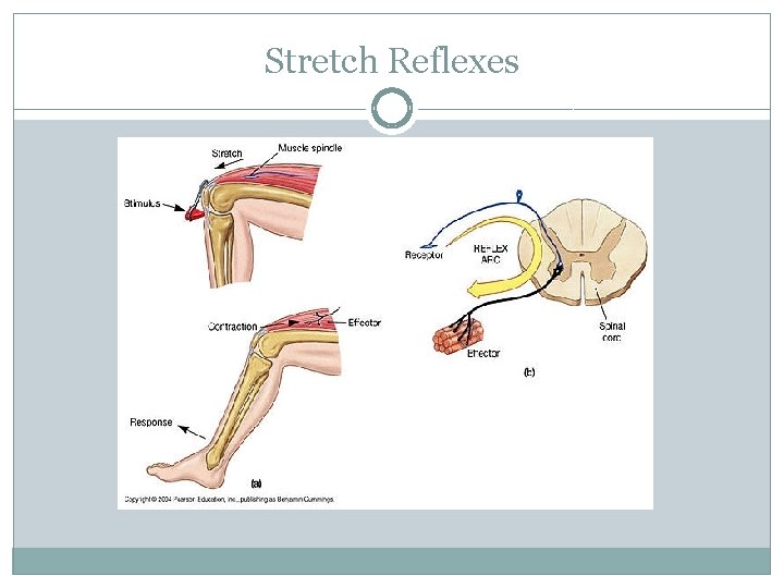 Stretch Reflexes 