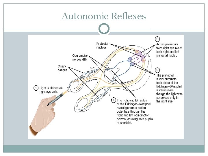Autonomic Reflexes 