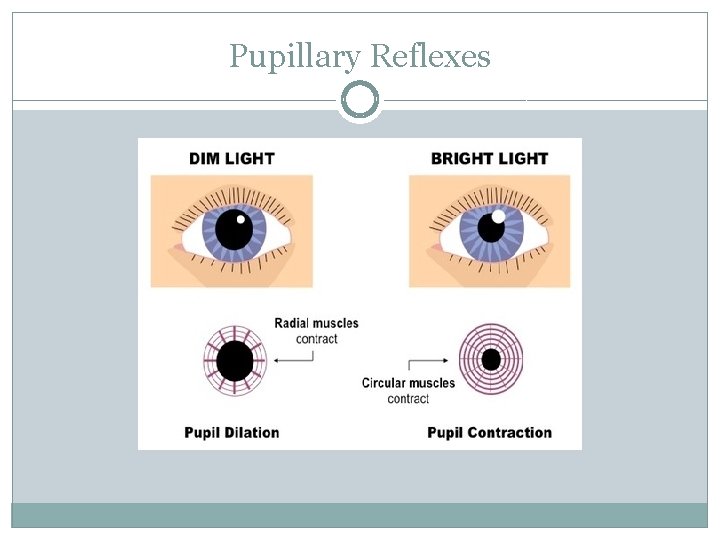 Pupillary Reflexes 