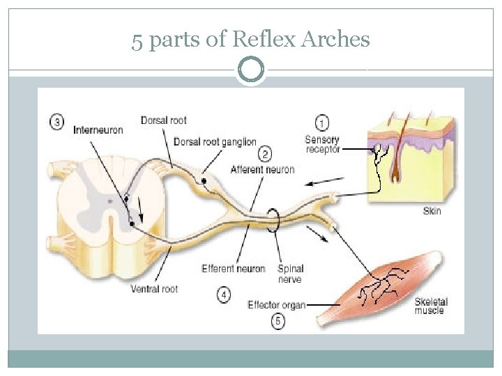 5 parts of Reflex Arches 