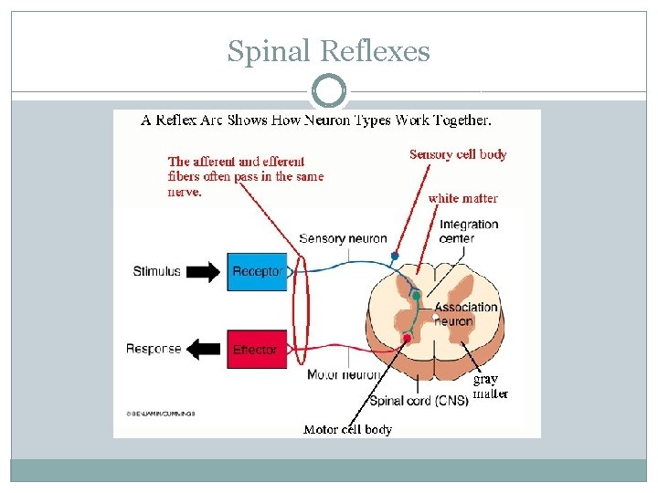 Spinal Reflexes 