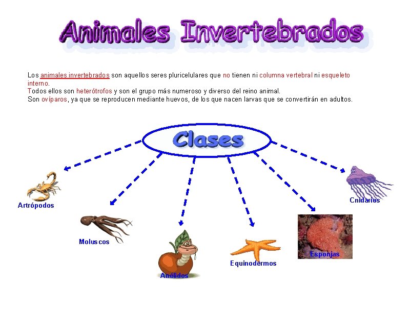 Los animales invertebrados son aquellos seres pluricelulares que no tienen ni columna vertebral ni