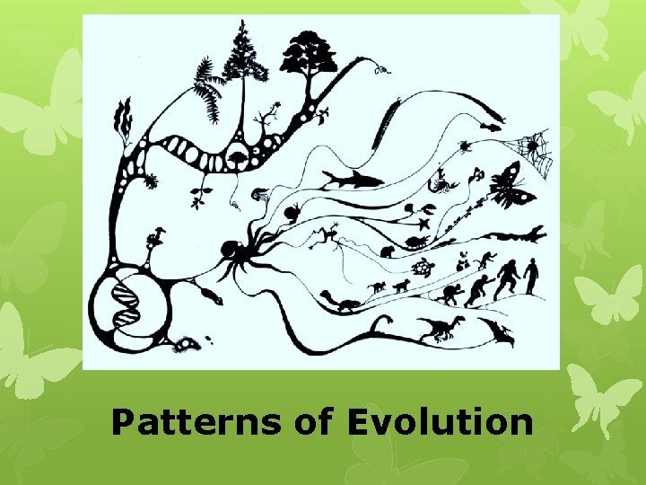 Patterns of Evolution 