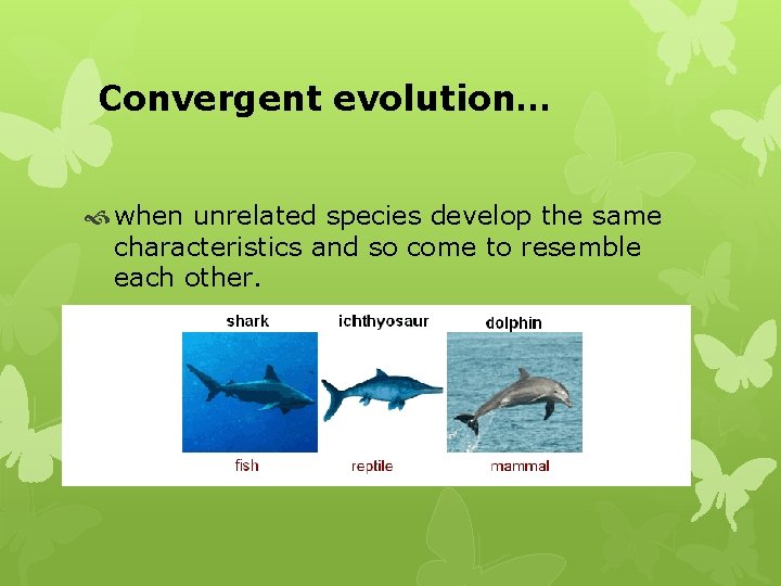Convergent evolution… when unrelated species develop the same characteristics and so come to resemble
