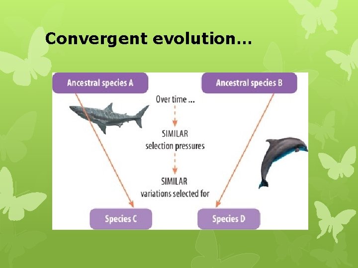 Convergent evolution… 