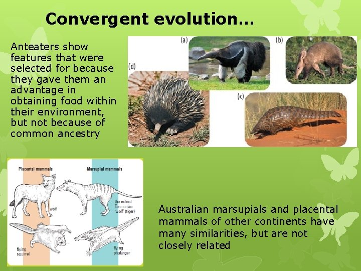 Convergent evolution… Anteaters show features that were selected for because they gave them an