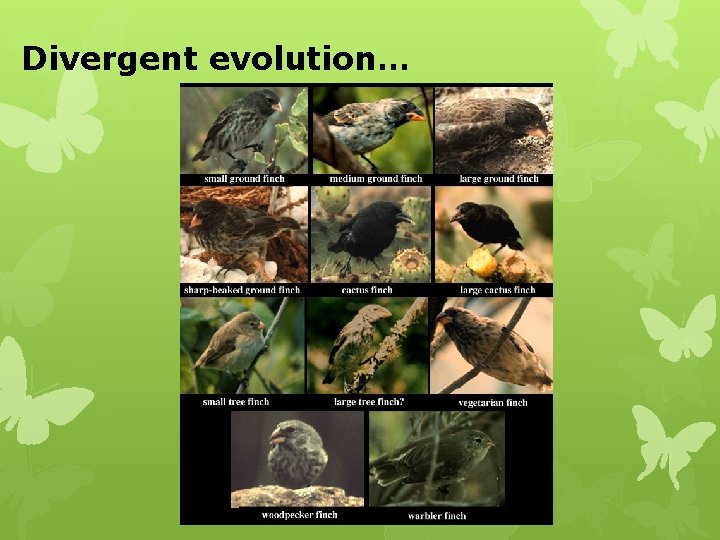 Divergent evolution… 