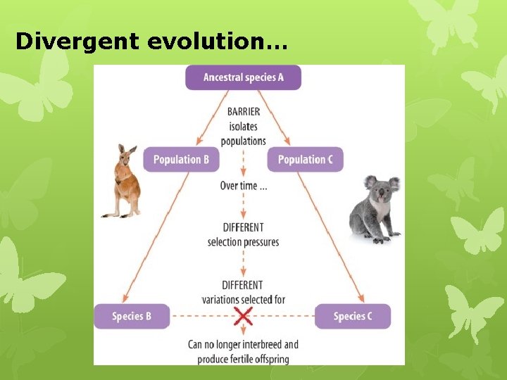 Divergent evolution… 