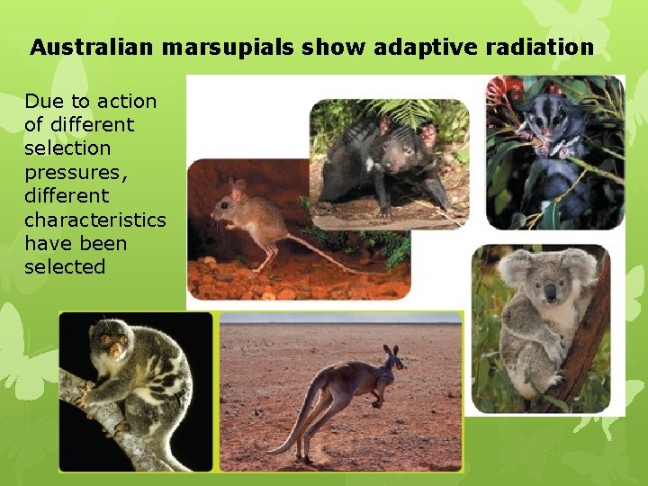 Australian marsupials show adaptive radiation Due to action of different selection pressures, different characteristics