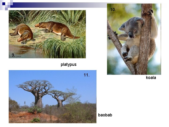 10. 9. platypus 11. koala baobab 