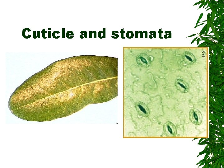 Cuticle and stomata 