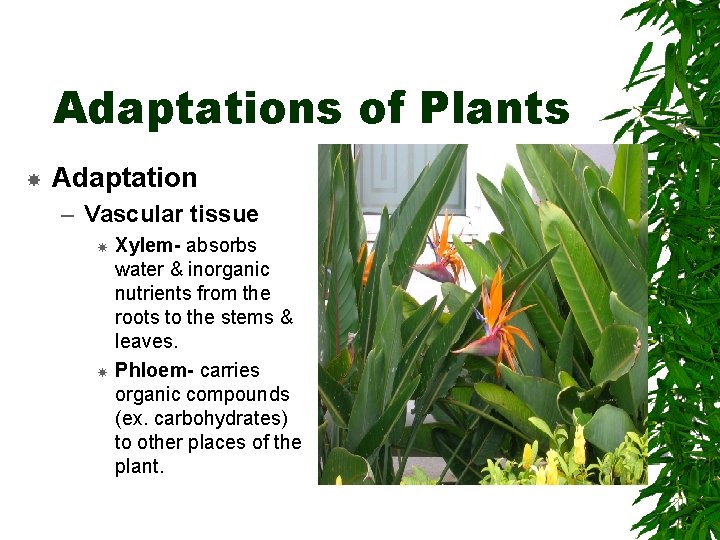 Adaptations of Plants Adaptation – Vascular tissue Xylem- absorbs water & inorganic nutrients from