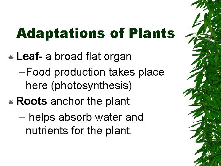 Adaptations of Plants Leaf- a broad flat organ – Food production takes place here