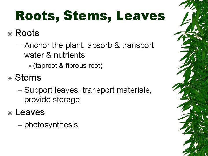 Roots, Stems, Leaves Roots – Anchor the plant, absorb & transport water & nutrients