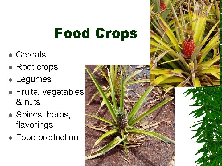Food Crops Cereals Root crops Legumes Fruits, vegetables, & nuts Spices, herbs, flavorings Food