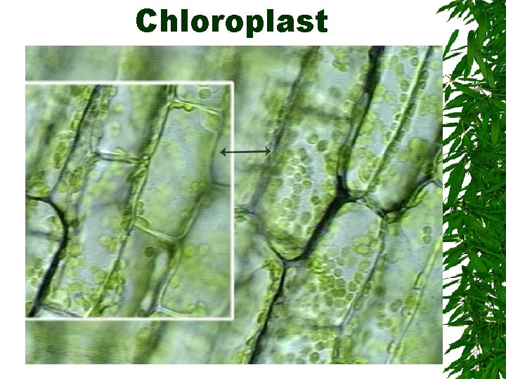 Chloroplast 