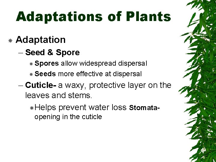 Adaptations of Plants Adaptation – Seed & Spores allow widespread dispersal Seeds more effective