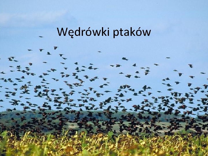 Wędrówki ptaków 