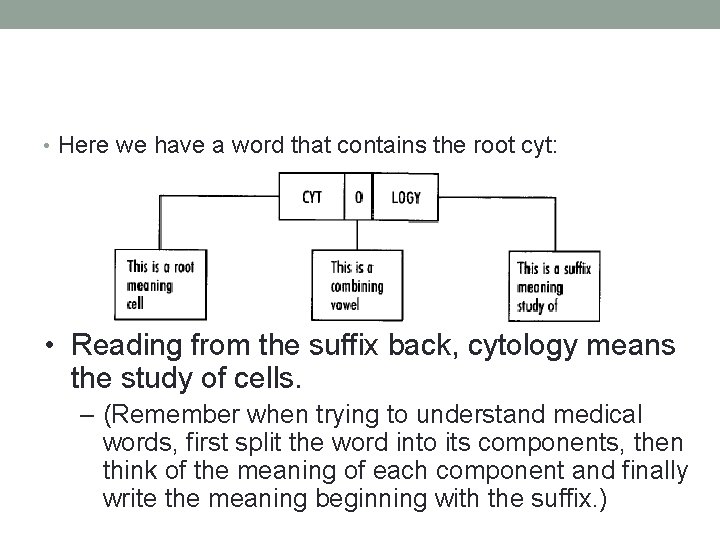  • Here we have a word that contains the root cyt: • Reading