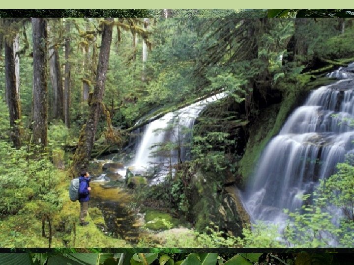 WHAT ARE RAINFORESTS Rain forests are incredibly beautiful and amazing forests. Here are some