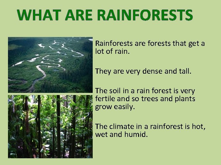 WHAT ARE RAINFORESTS Rainforests are forests that get a lot of rain. They are