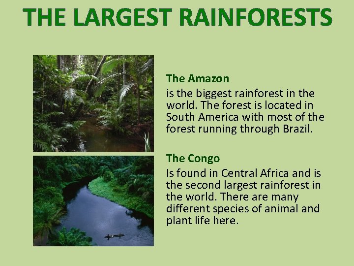 THE LARGEST RAINFORESTS The Amazon is the biggest rainforest in the world. The forest
