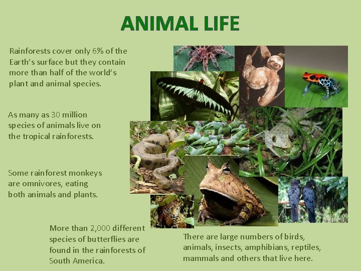 ANIMAL LIFE Rainforests cover only 6% of the Earth’s surface but they contain more