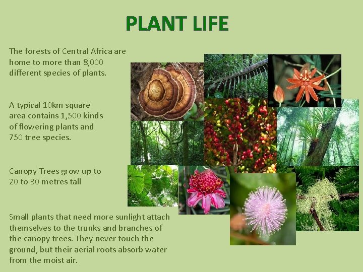 PLANT LIFE The forests of Central Africa are home to more than 8, 000