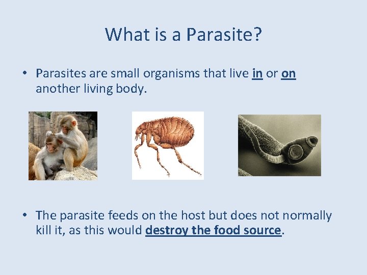 What is a Parasite? • Parasites are small organisms that live in or on