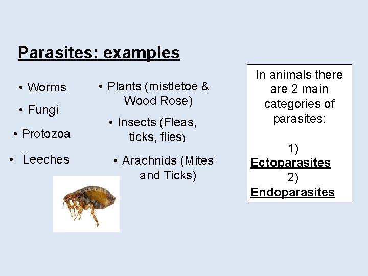 Parasites: examples • Worms • Fungi • Protozoa • Leeches • Plants (mistletoe &