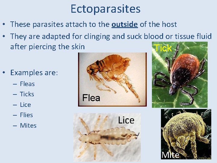 Ectoparasites • These parasites attach to the outside of the host • They are