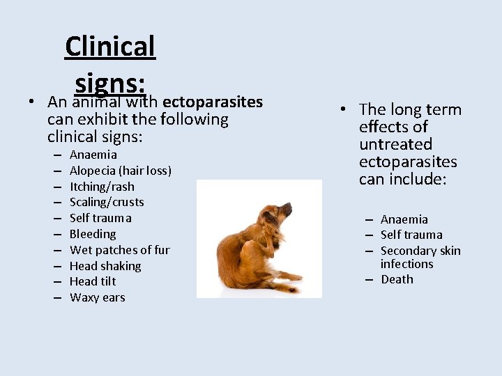  • Clinical signs: An animal with ectoparasites can exhibit the following clinical signs: