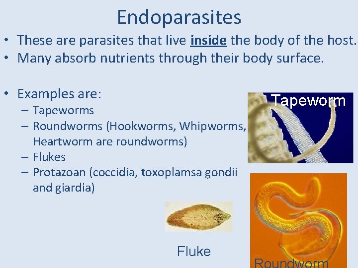 Endoparasites • These are parasites that live inside the body of the host. •