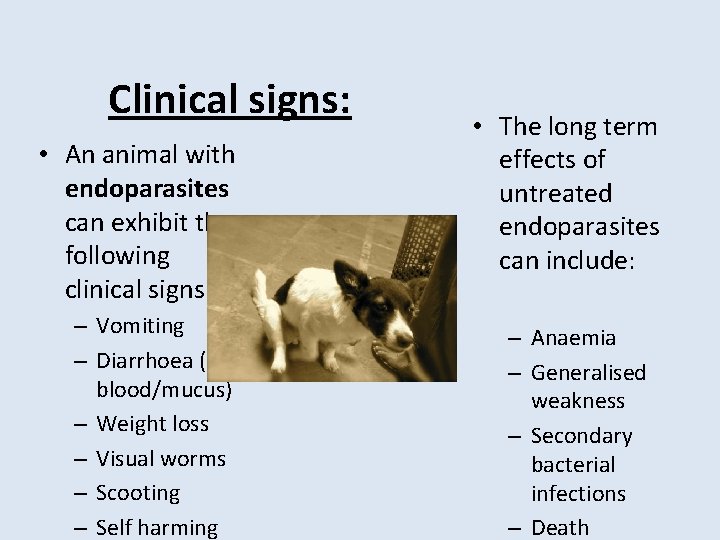 Clinical signs: • An animal with endoparasites can exhibit the following clinical signs: –