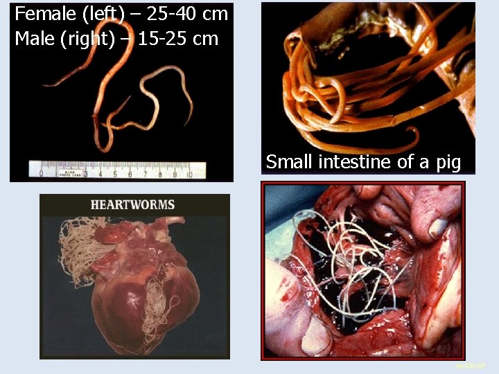 Female (left) – 25 -40 cm Male (right) – 15 -25 cm Small intestine