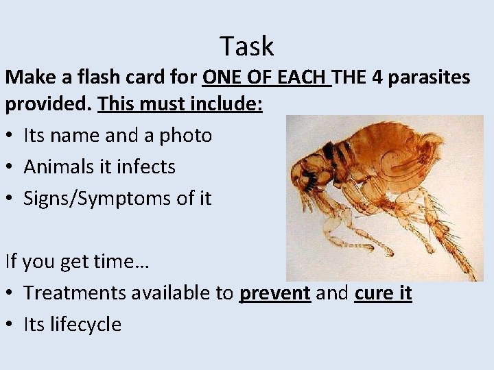 Task Make a flash card for ONE OF EACH THE 4 parasites provided. This