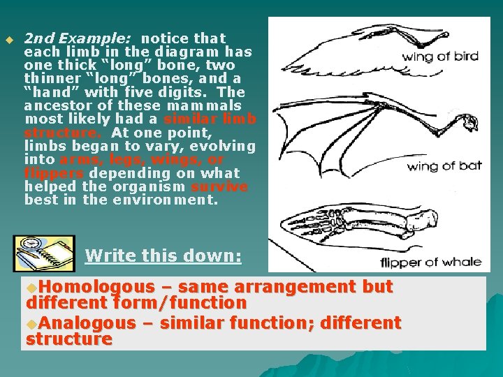 u 2 nd Example: notice that each limb in the diagram has one thick