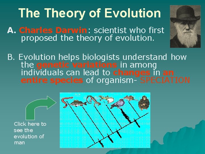 The Theory of Evolution A. Charles Darwin: scientist who first proposed theory of evolution.