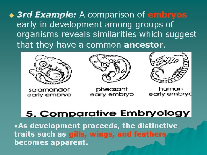 u 3 rd Example: A comparison of embryos early in development among groups of