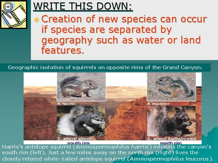 WRITE THIS DOWN: u Creation of new species can occur if species are separated