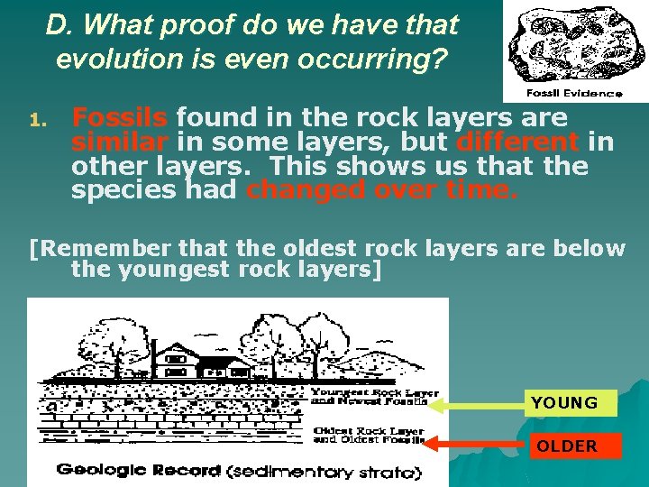D. What proof do we have that evolution is even occurring? 1. Fossils found