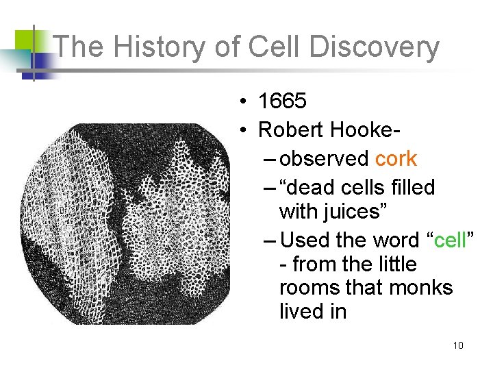 The History of Cell Discovery • 1665 • Robert Hooke– observed cork – “dead