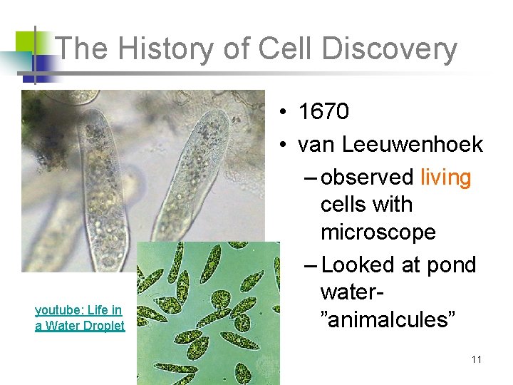 The History of Cell Discovery youtube: Life in a Water Droplet • 1670 •